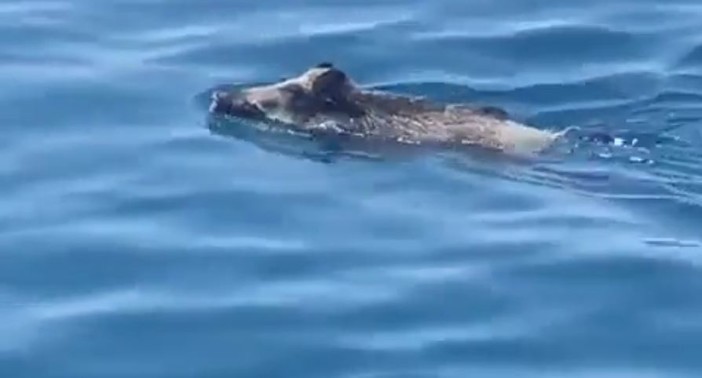 Camogli, un cinghiale a nuoto tra gli yacht, il video diventa virale