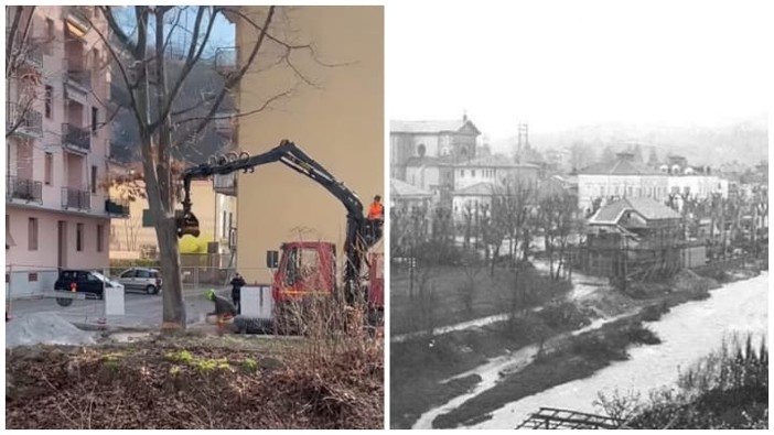 Carcare, alberi abbattuti in via Abba. Mirri: &quot;Lo scempio continua&quot;; De Vecchi: &quot;30 anni fa non dovevano essere piantati in quel punto&quot;