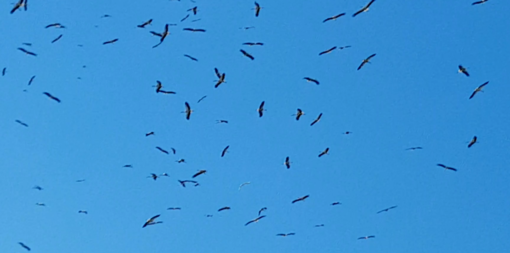 La danza delle cento cicogne nei cieli di Albenga (FOTO e VIDEO)