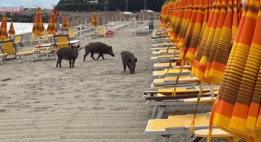 Cinghiali in spiaggia a Savona, Schiappapietra: “Va trovato un metodo non cruento per non farli arrivare in spiaggia”