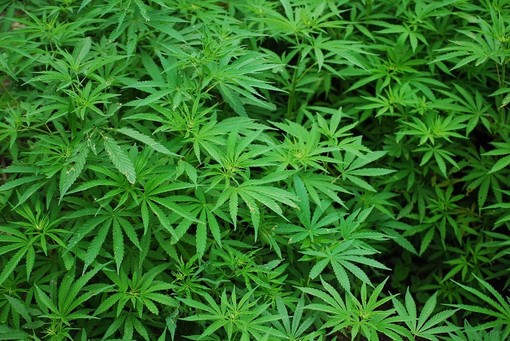 Cosseria: aveva una piccola piantagione di marijuana in giardino. Denunciato un cinquantenne