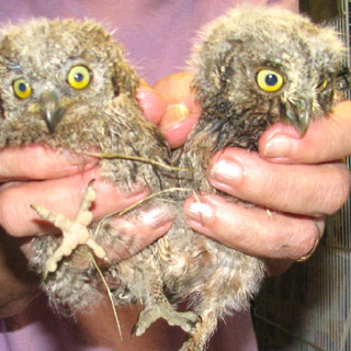 Vento pericoloso per la fauna selvatica: l'Enpa in soccorso dei piccoli volatili, ma la Provincia latita