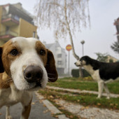 Sassello, stretta del sindaco: disposto l'obbligo della bottiglietta anti deiezioni canine