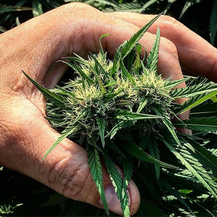 Pastorino e Battistini sulle scorte di cannabis medica esaurite in Liguria: &quot;Giunta inerte&quot;