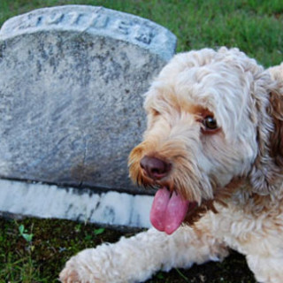 Savona, modifica al Regolamento Comunale dei Servizi Mortuari: porte aperte ai cani nel cimitero di Zinola