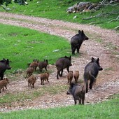 Caccia al cinghiale, Comitato Cellese punta il dito contro i cacciatori: &quot;Stanno perdendo un'occasione per dimostrare disponibilità verso la comunità e il mondo rurale&quot;