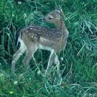 Bergeggi cucciolo di daino salvato dai Vigili del Fuoco