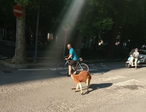 Savona, il canguro Tom a spasso in piazza del Popolo tra lo stupore dei passanti (FOTO e VIDEO)