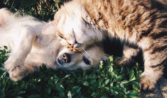 A Borghetto S. Spirito via libera alla tumulazione degli animali d'affezione insieme al proprio padrone