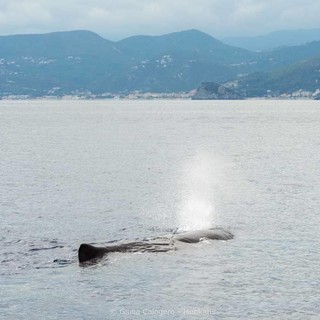 Foto di Giulia Calogero, Menkab