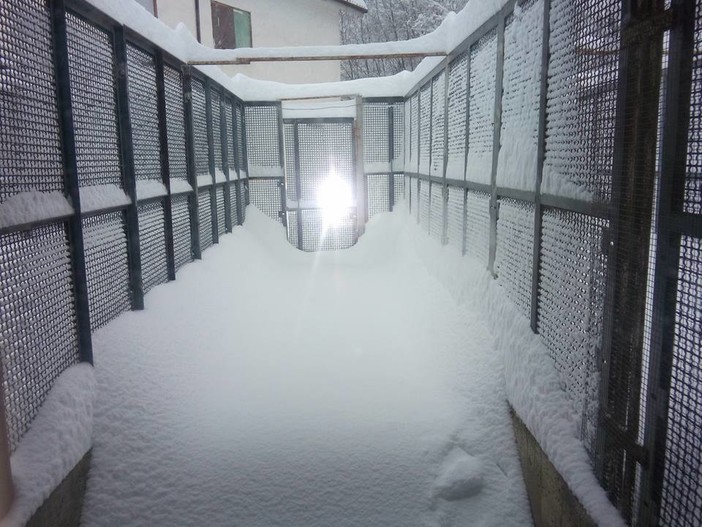 Il canile di Cairo è sommerso dalla neve, l'appello dei volontari: &quot;Ci serve aiuto&quot; (FOTO e VIDEO)