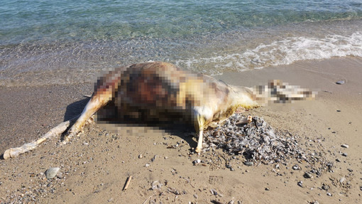 Pietra, macabro rinvenimento dal mare: sulla battigia arriva la carcassa di un cavallo