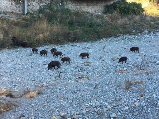 &quot;Invasione&quot; di cinghiali a Savona, inviata una lettera al sindaco: &quot;Cosa intende fare l'amministrazione?&quot;