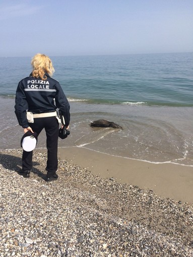 Trovato un cinghiale morto sulla spiaggia di Ceriale