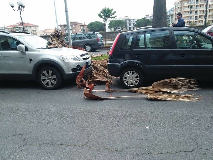 Albenga attenzione a parcheggiare sul lungocenta Croce Bianca, pericolo caduta palme