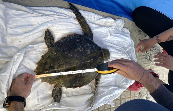 Ha problemi respiratori e non riesce a nuotare: tartaruga Caretta caretta salvata a Imperia