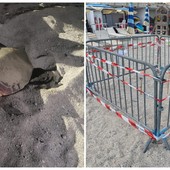 Anche a Pietra un nido di Caretta caretta: è il quinto caso dell'estate nel ponente ligure