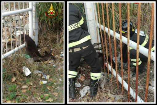 Spotorno, daino incastrato in un cancello: intervento dei vigili del fuoco