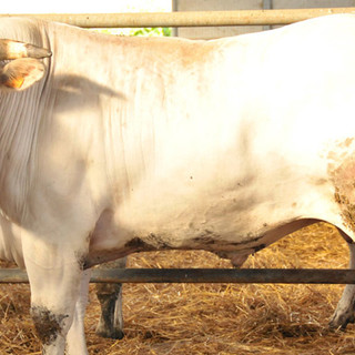 Terza Edizione della ”Festa della Carne” di razza piemontese