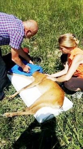 Capriolo ferito in località Ferriere di Montenotte, soccorso dall'Enpa