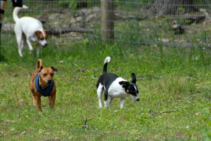 Celle, una raccolta firme per richiedere una nuova area canina: &quot;Chiediamo al sindaco uno spazio fruibile&quot;