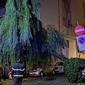 Crolla un salice ad Albissola: intervento di protezione civile e vigili del fuoco (FOTO)