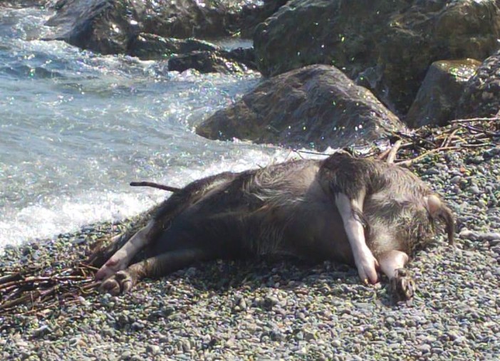 La denuncia dell'ENPA: &quot;Cinghiale ferito affoga ad Albisola Superiore&quot;