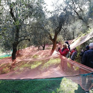 Andora, torna la “Camminata tra gli olivi”, una giornata all’aria aperta alla scoperta delle antiche coltivazioni