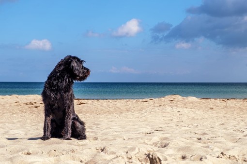 Celle, lanciata una petizione per richiedere una spiaggia con l'accesso ai cani
