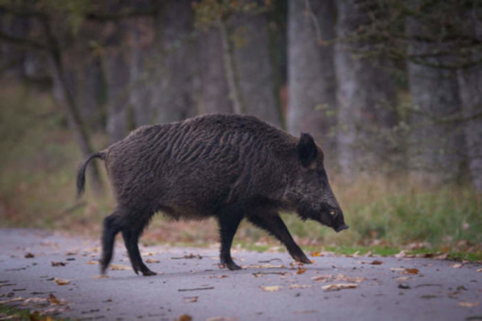 Peste suina, analisi negative sulla carcassa del cinghiale trovato a Varazze