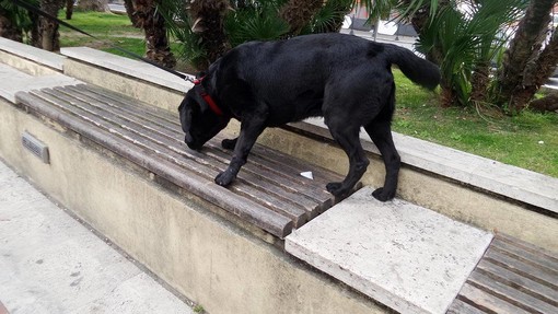 Cane antidroga nei vicoli ad Albenga, proseguono i controlli dei Carabinieri