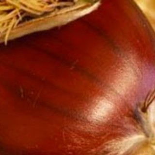 Le castagne, il buon frutto d’autunno