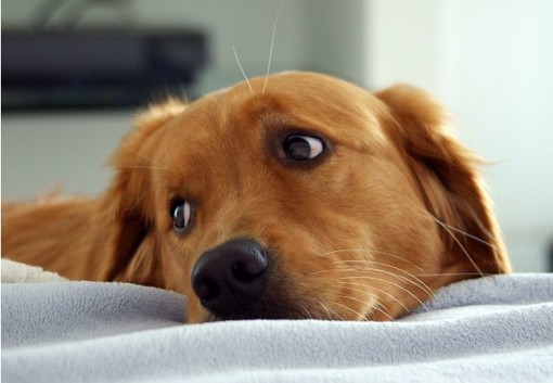 Fuori porta: Bimba in ospedale vuole il suo cane in corsia. Accontentata