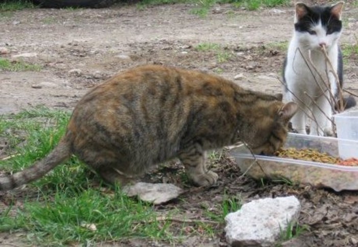 Savona, l'OSA lancia un appello: &quot;Aiutiamo la colonia felina libera della Villetta&quot;