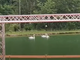 Tre cigni fanno il bagno nei laghetti del Dolmen. Il sindaco Fracchia: &quot;E' la prima volta che li vediamo a Roccavignale&quot;