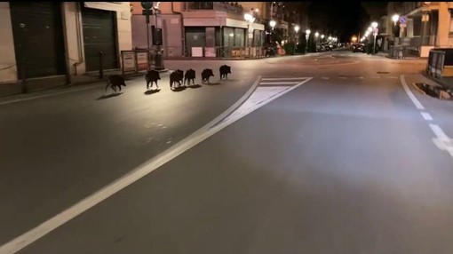 Alassio, cinghiali a spasso per le vie della città (VIDEO)