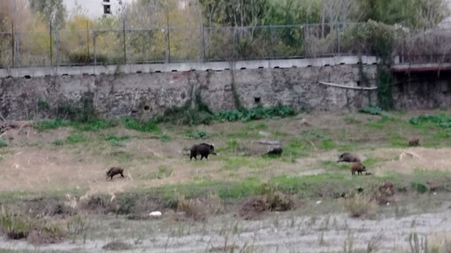 Savona, un branco di cinghiali nel greto del Letimbro