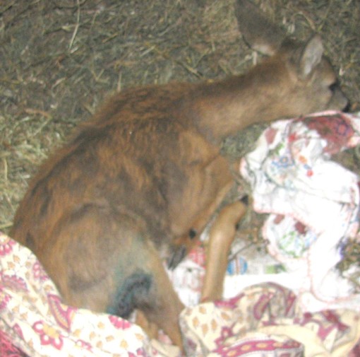 Enpa: cani da caccia, un pericolo. Femmina di capriolo non si salverà