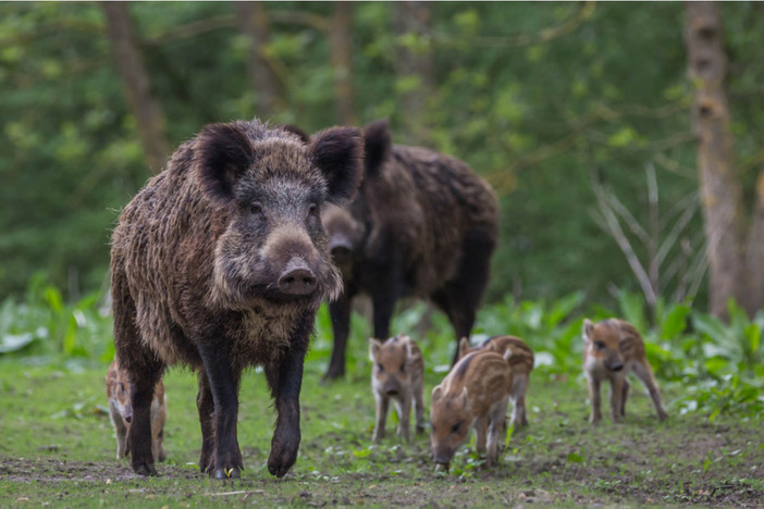 Fauna selvatica e incidenti stradali, Coldiretti: &quot;Cinghiali in Liguria fuori controllo, serve snellire burocrazia&quot;