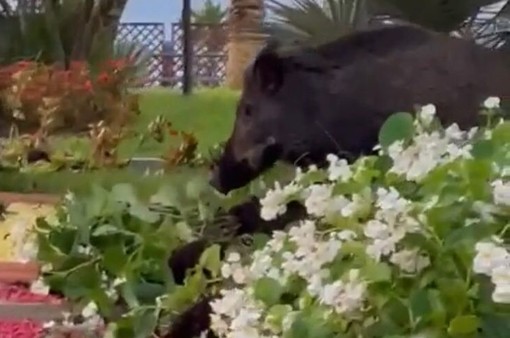 Varazze, mamma cinghiale e cuccioli al &quot;pascolo&quot; in centro città (VIDEO)