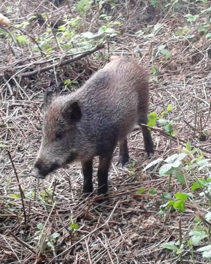 Il 1° ottobre al via la caccia al cinghiale, OSA: &quot;Non è la soluzione alla peste suina, ma la causa&quot;