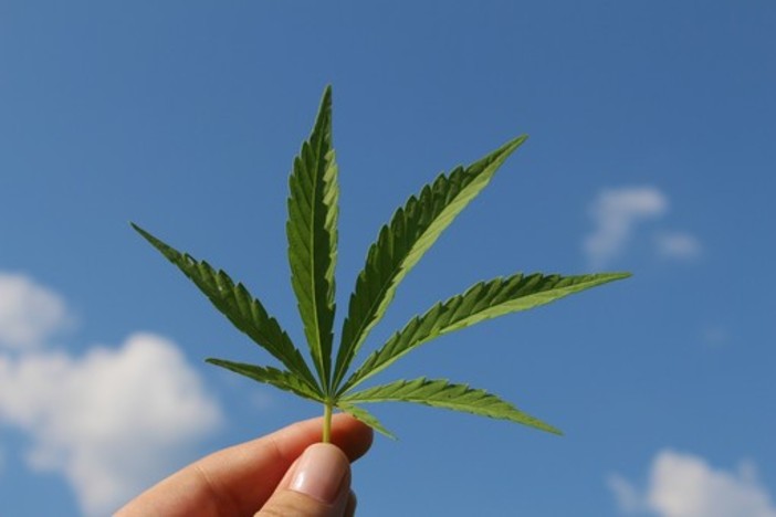 Coltivazione della cannabis: consigli per principianti
