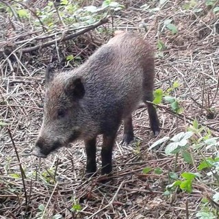 Il 1° ottobre al via la caccia al cinghiale, OSA: &quot;Non è la soluzione alla peste suina, ma la causa&quot;