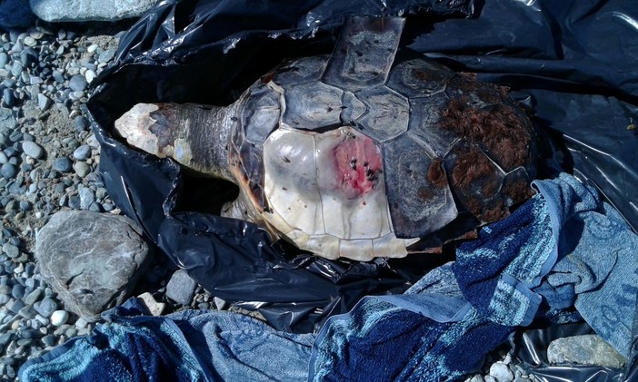 Tartaruga caretta caretta trovata senza vita sulla spiaggia di Spotorno