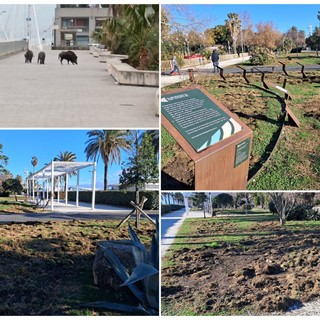 Savona, i cinghiali continuano a imperversare in città: giardini del Prolungamento devastati