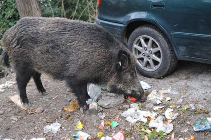 Savona e i cinghiali vicino alle abitazioni: già abbattuti 10 ungulati nel periodo estivo