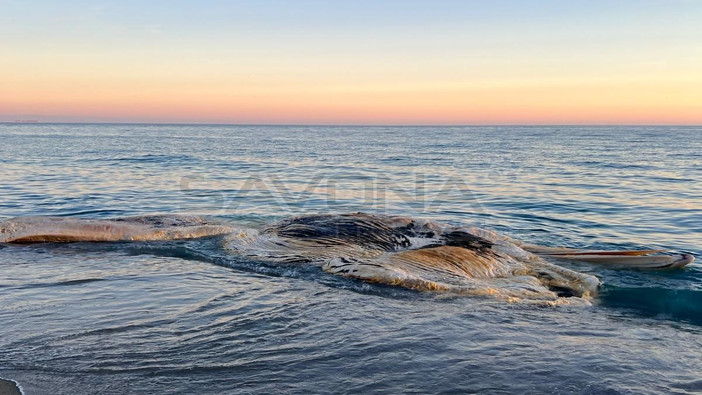 Una carcassa di cetaceo in decomposizione si spiaggia sul litorale di Finale Ligure