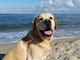 Speciale ristoranti, hotel e spiagge: accetti i cani? Contattaci per un nuovo progetto estivo!