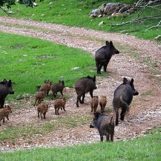 Peste suina, continuano a salire i casi a Sassello, 12 i cinghiali positivi