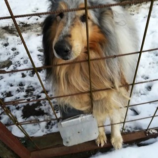 Una storia a lieto fine per i cinque cani di Bormida